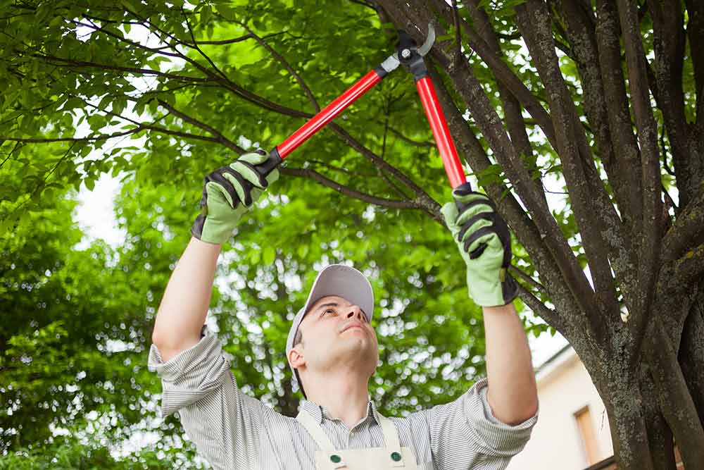 tree care-services without overselling