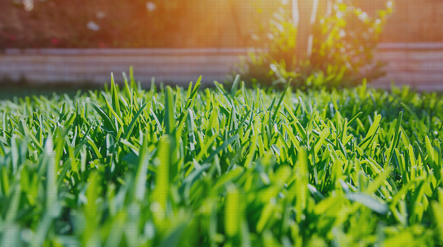 upselling lawn care services