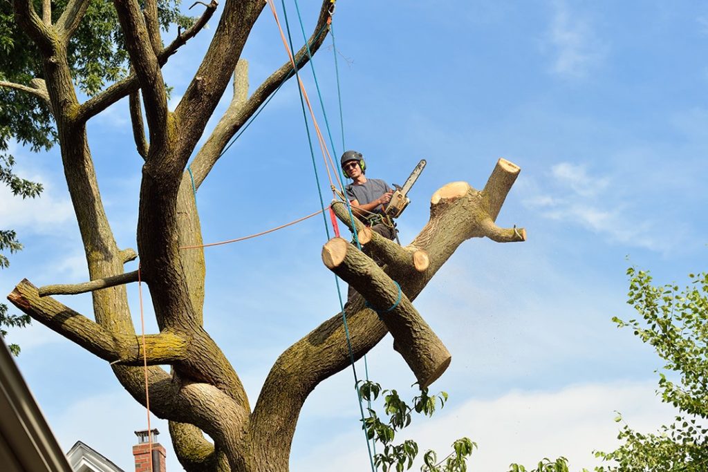 4 Tips for Running a Successful Tree Care Company