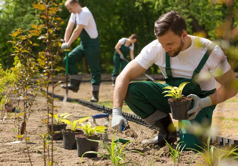 Lanscapers planting trees