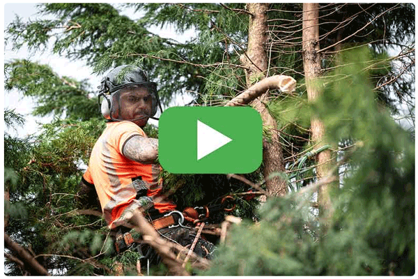 arborgold for tree care companies