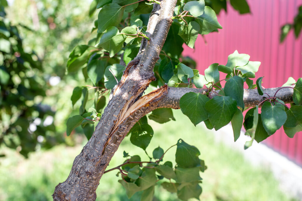 Broken branch on fruit tree.