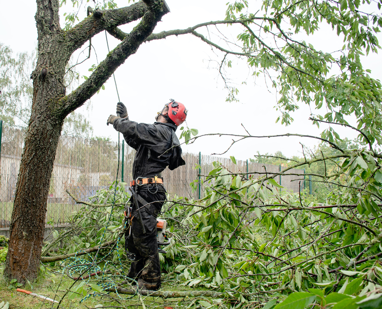 Arborist working on cutting down limbs