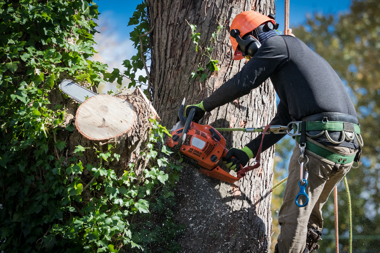 Tree care professional in safety harness using a chainsaw.