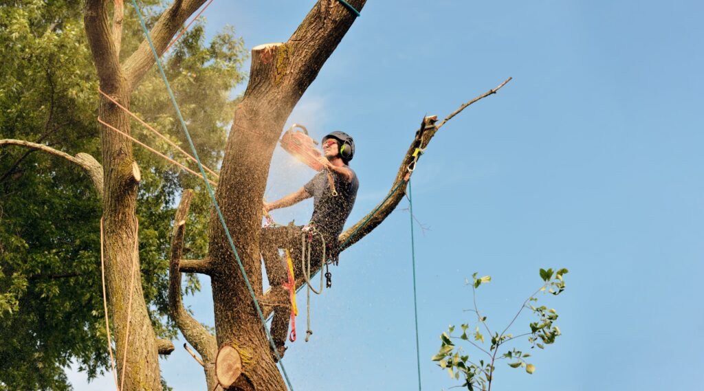 Tree professional cutting tree using ropes