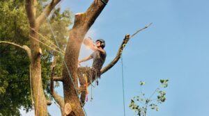 Tree professional cutting tree using ropes
