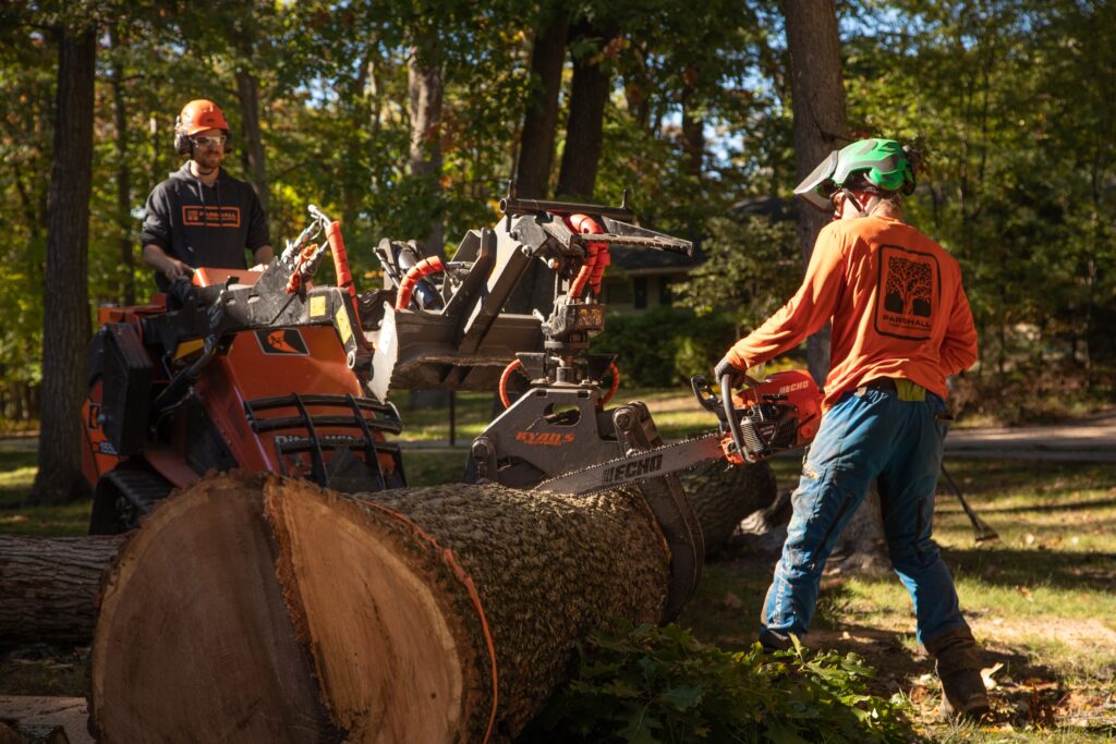 Two workers wearing orange cutting a large tree