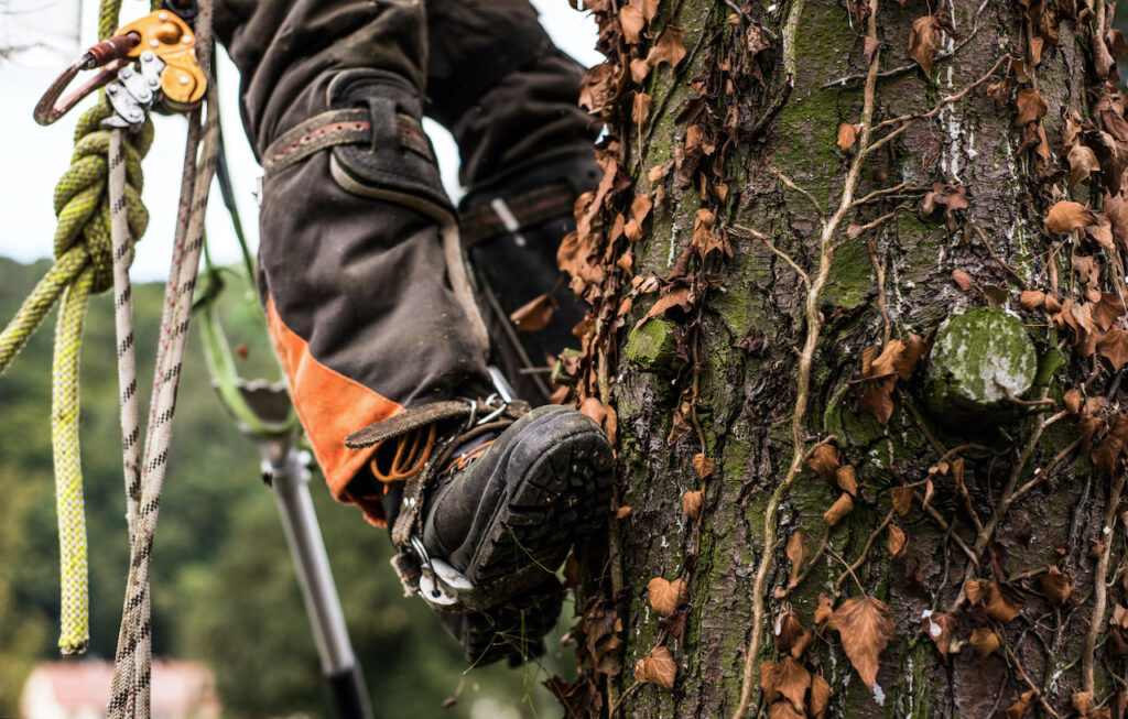 View of an arborist feet in a tree. 