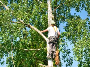 Professional tree trimmer climbing tree