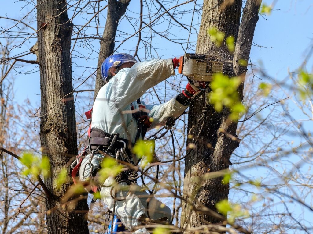 Arborist wearing a helmet and safety ropes cutting a tree branch with a chainsaw during professional tree care work.