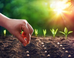 Close-up of a hand watering young green plants in soil, symbolizing growth, nurturing, and the steady expansion of a landscaping business.