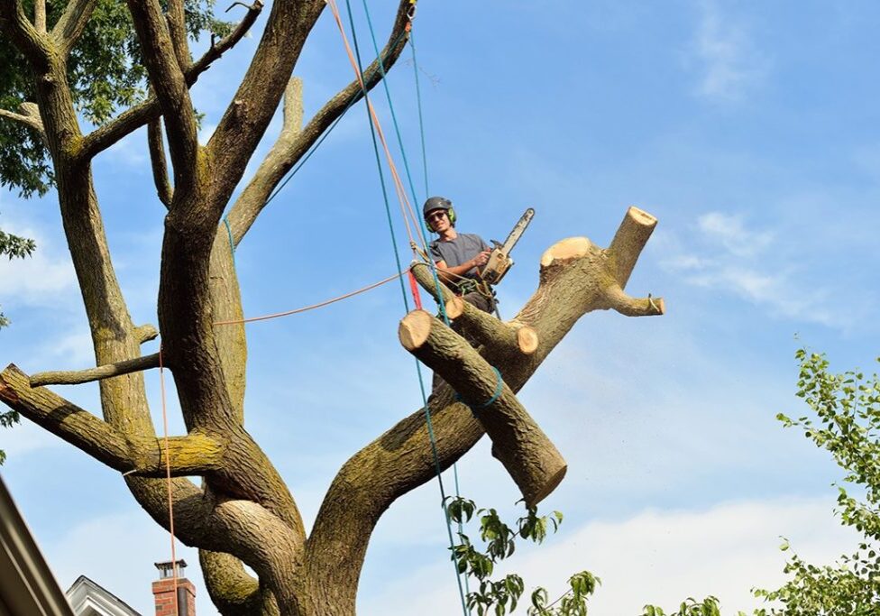 4 Tips for Running a Successful Tree Care Company