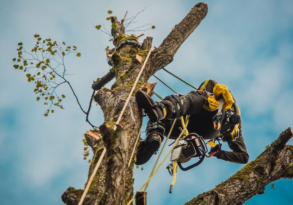 Arborgold-how-to-guide-for-tree-care-companies-featured1