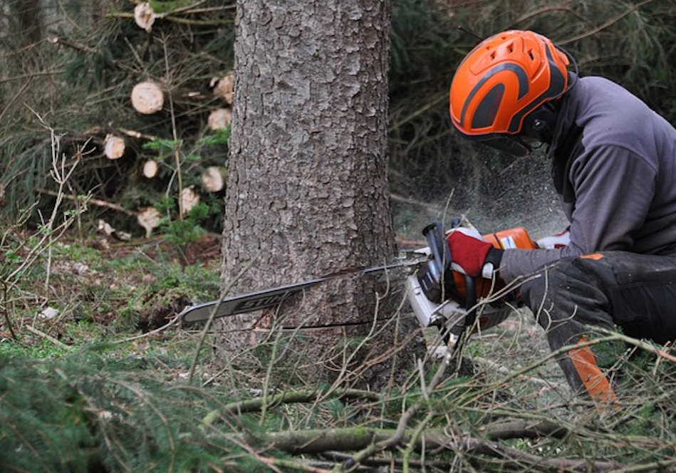 Essential Gear, Tools, and Tips For Arborists