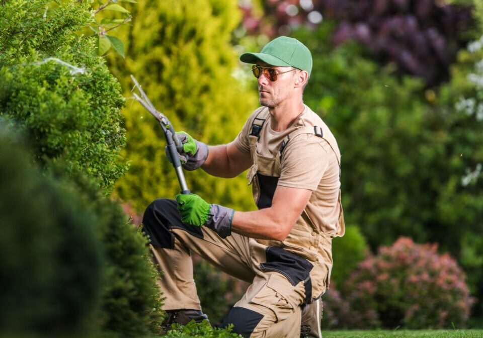 A gardener trimming bushes