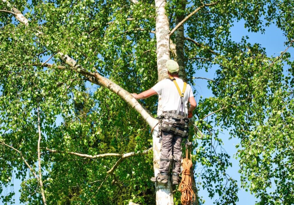 Professional tree trimmer climbing tree