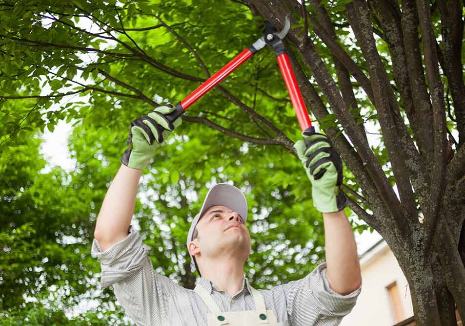 tree care-services without overselling