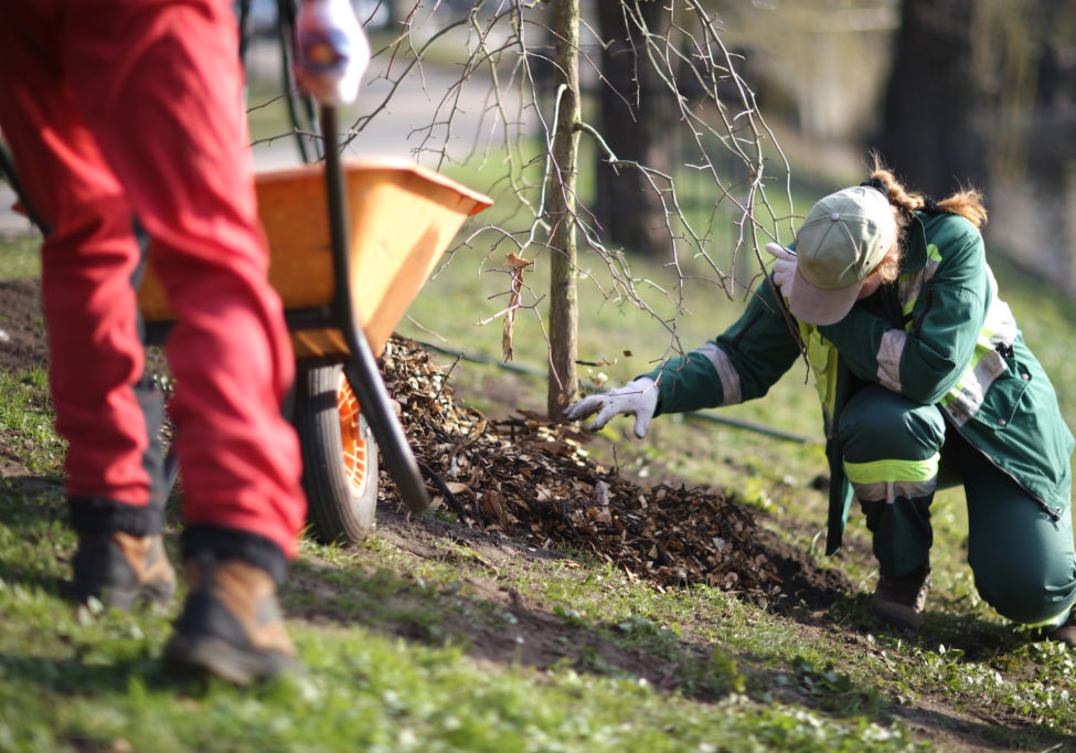 What tree to plant in winter for spring