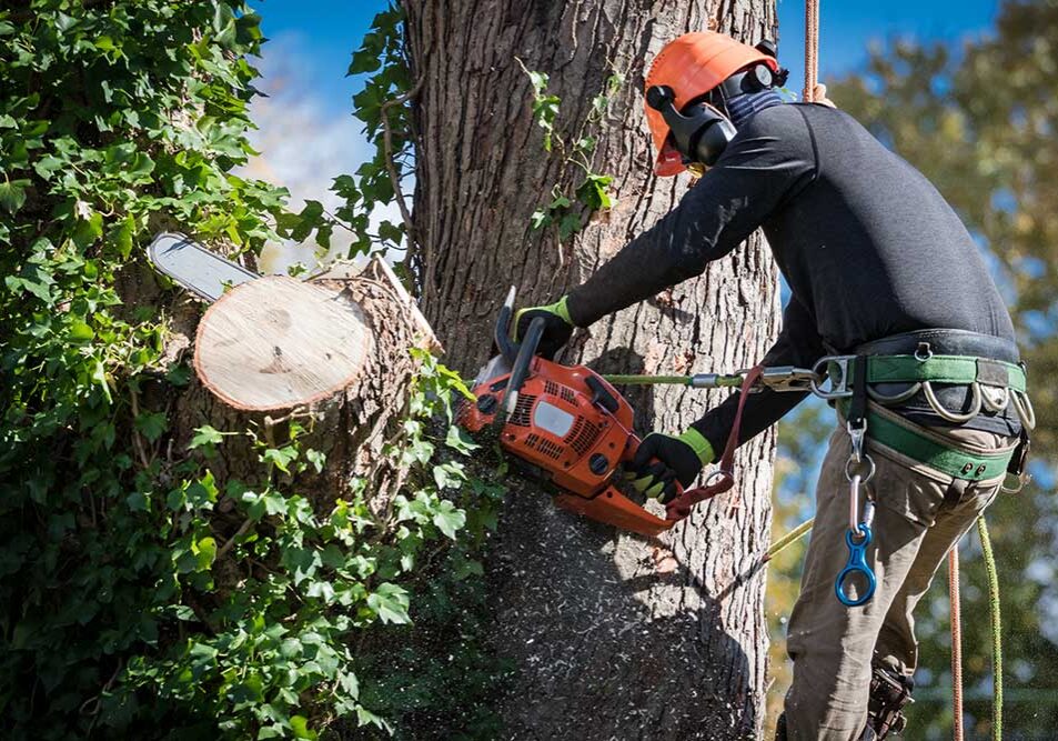 Starting Tree Service Business