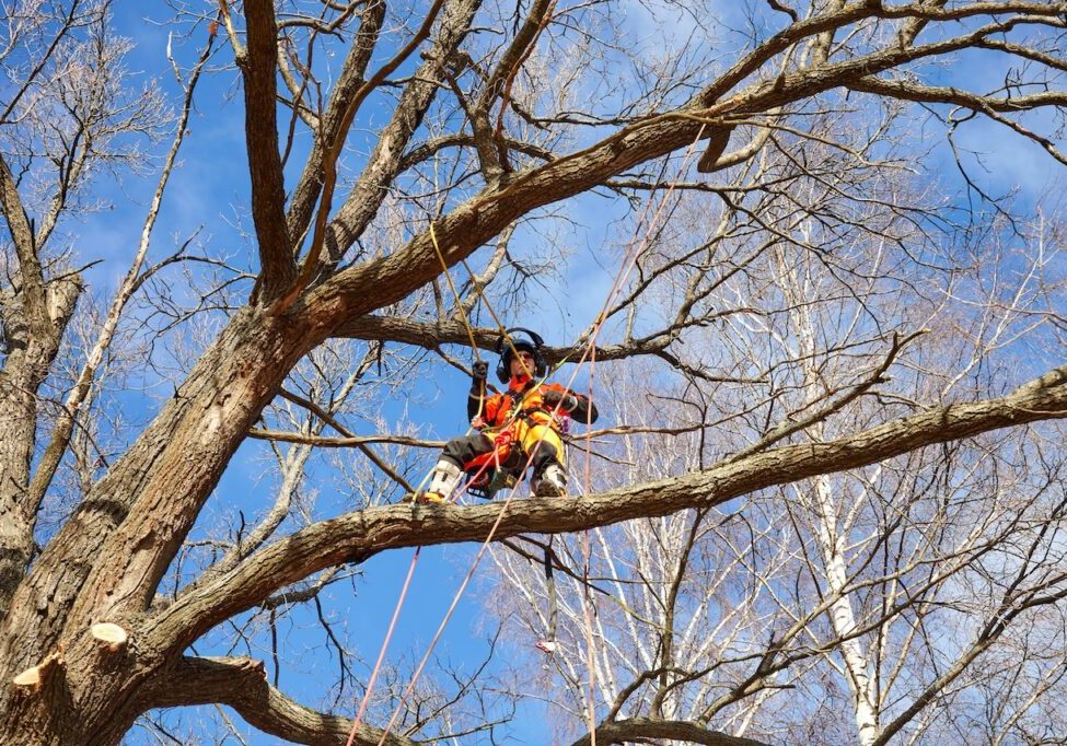 Tree care worker using ropes